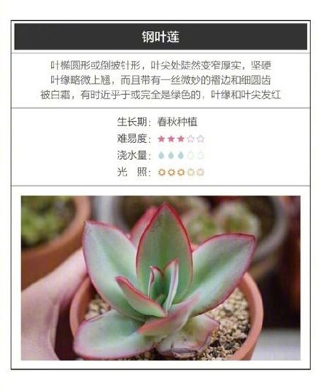 26种超好养的多肉植物（内附种植方法）