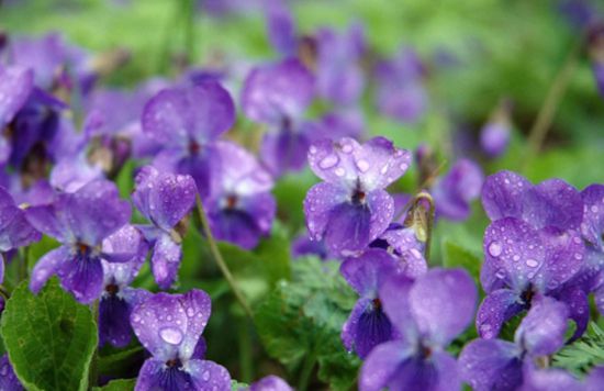 哪些花卉花期长？花期长达半年以上的8种花卉品