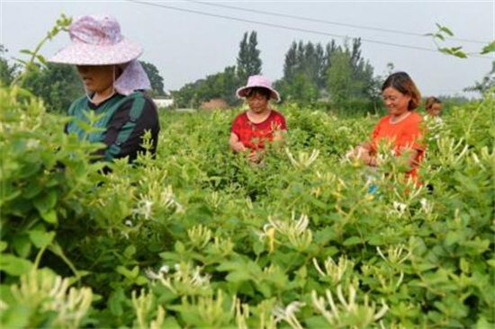 金银花茶怎么做，四个步骤简单完成(好处多多