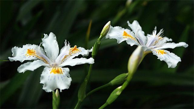 鸢尾花的花语：不同品种的鸢尾花花语不同