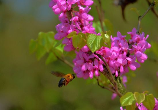 “招蜂引蝶”（紫荆）图片