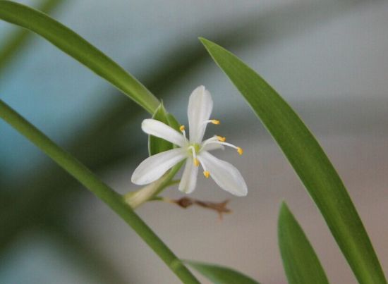 吊兰花期中的花