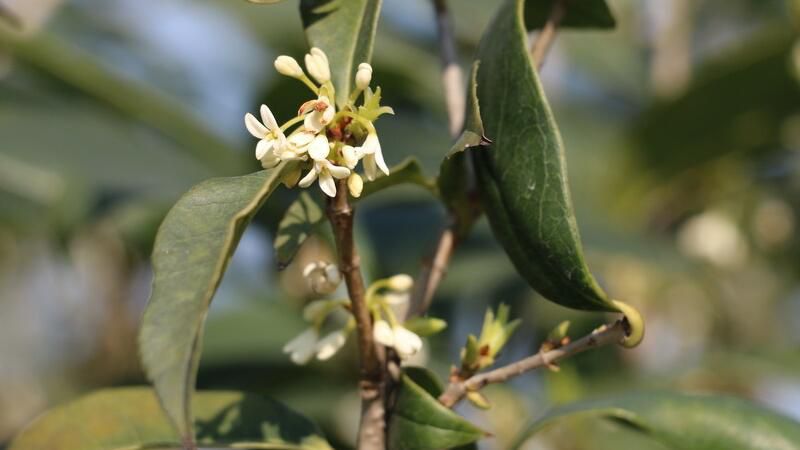 桂花怎么修剪开花多？四种桂花修剪方法