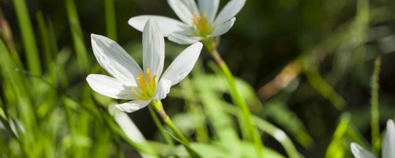 兰花何时换盆？兰花初春换盆最好