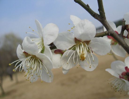 公园里拍到的梅花图片