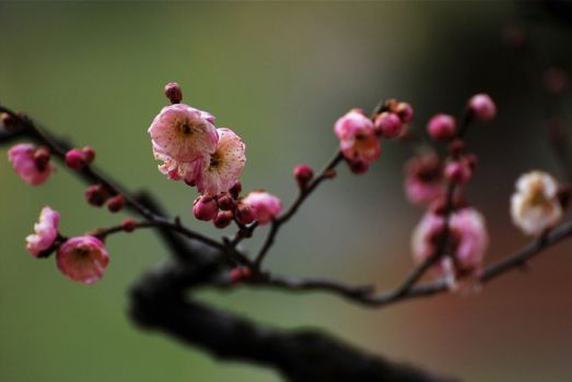 开放的梅花