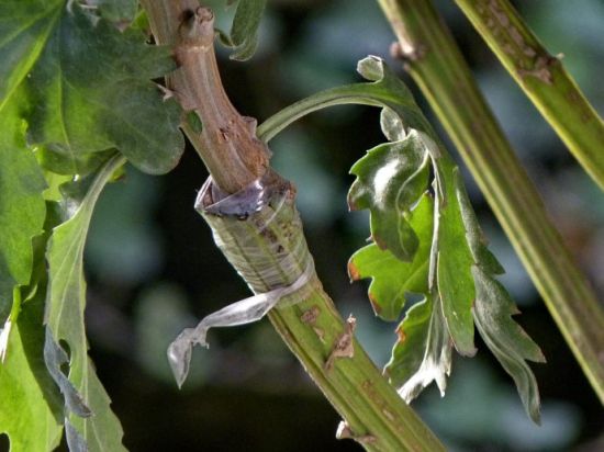 菊花能嫁接吗