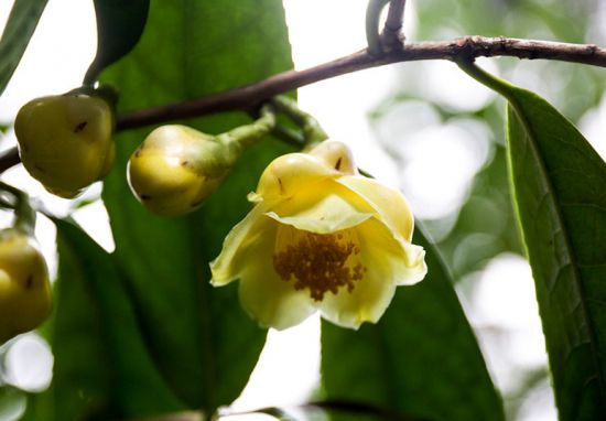 金花茶：植物界“大熊猫”