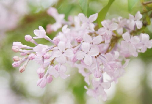 粉红的丁香花