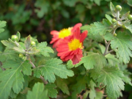 怎样培育菊花老根？培育菊花老根的方式