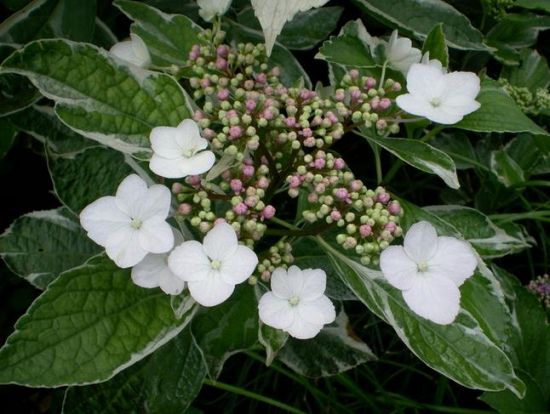 养护银边八仙花有哪些要点