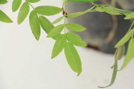 甜蜜红木香植物有毒吗，红木香图片及价格