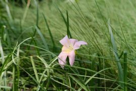 韭菜莲的价值