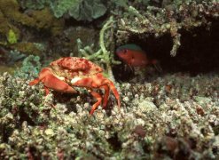 海蟹死了能吃吗？(海里的梭子蟹死了能吃吗)