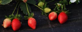 草莓繁殖方法四种(草莓匍匐茎繁殖法步骤)