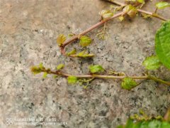 爬山虎怎么种植，种爬山虎的危害