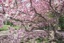 “木兰花”真好看，学会这“5点”，著名植物家