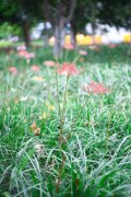 彼岸花分株后当年能开花吗，彼岸花如何分株