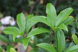 桂花泡茶喝有什么作用，桂花泡茶的做法