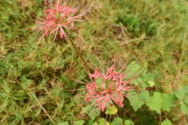 彼岸花播种后多长时间开花，彼岸花种子怎么播