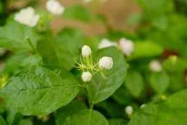 刚买的茉莉花掉苞是怎么回事