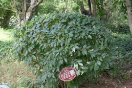 连翘移植株距行距是多少，老桩移植时间和技术