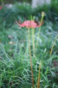 彼岸花可以水培种植吗，彼岸花养殖方法水培