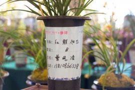 兰花的花语是什么