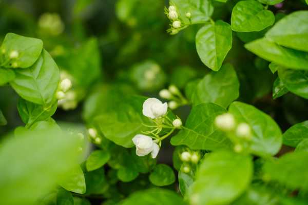 茉莉花的养殖方法和注意事项