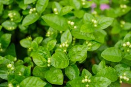 茉莉花几月开，茉莉花一年开几次