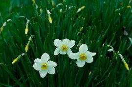 水仙花土中种植方法，水仙花种球开花后怎么保