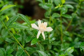 栀子花花朵变黄怎么办