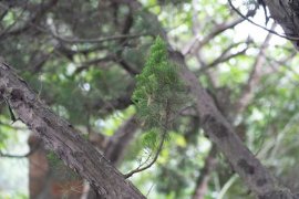 雪松是开花植物吗