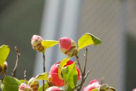 山茶花耐寒吗，山茶花耐旱吗