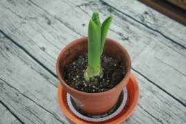 风信子什么时候种（水培和土培种植方法）