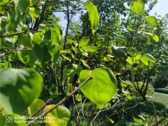 盆栽丁香花怎么过冬，冬天丁香花的叶子会掉光