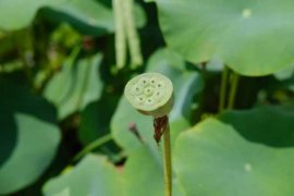 水荷花的养殖方法