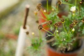 种植菊花株行距是多少