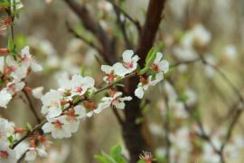 樱花叶子发蔫怎么办