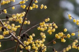 腊梅什么时候可以播种（附种植方法）