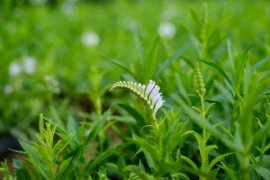 随意草什么时候开花