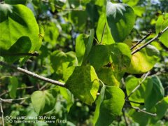 丁香花能泡茶喝吗，丁香花泡茶喝的好处