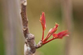 香椿芽怎么吃