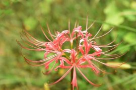 彼岸花什么季节开花，彼岸花几年才开花