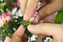 杜鹃花如何管理才能不枯萎，杜鹃花花后怎么管