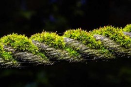 苔藓植物有什么作用