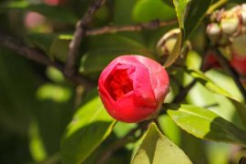 山茶花在哪里生长，在北方能养活吗