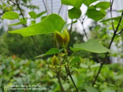 丁香树能栽在院子里吗