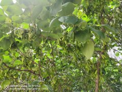 紫荆花秋季开花是怎么样的，多久施一次肥