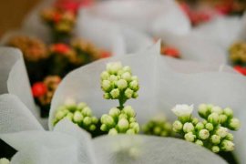 “长寿花”冬天开花少？教你这“4招”，花骨朵